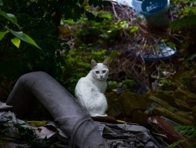 猫拉健康屎的形状与特点猫拉什么样的屎健康呢